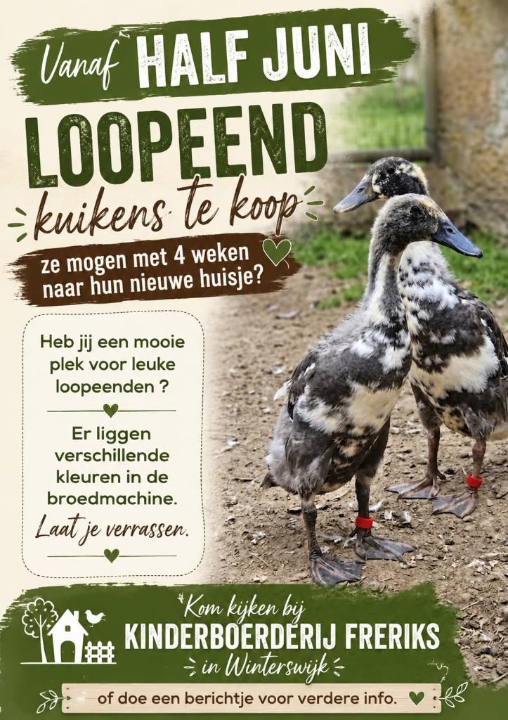 Loopeenden, Meerdere dieren, Eend