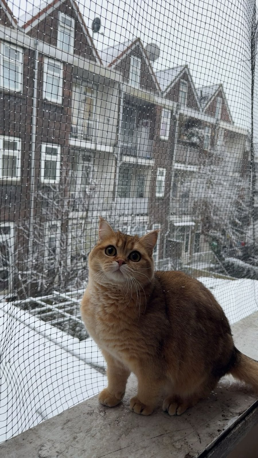 Bal - Golden Britse korthaar, Kater