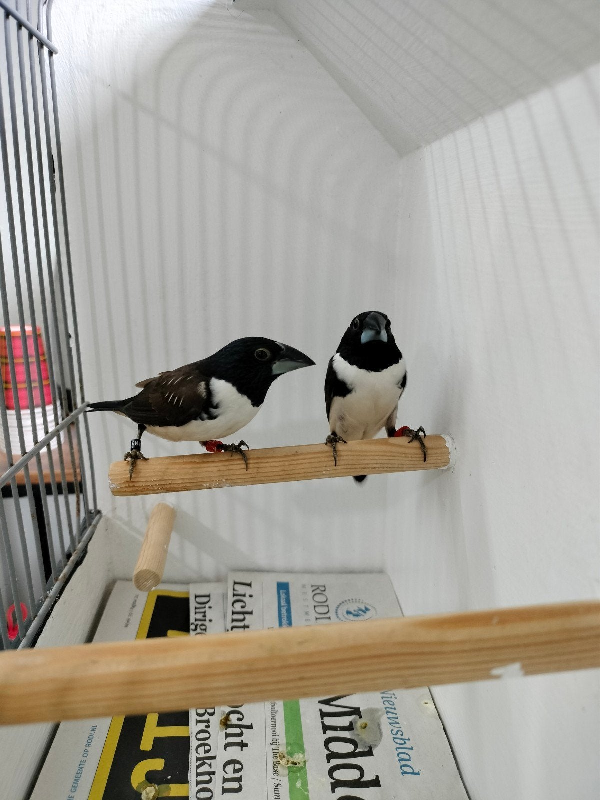 volwassen, koppels  en jonge reuze eksters, Dieren en Toebehoren, Meerdere dieren