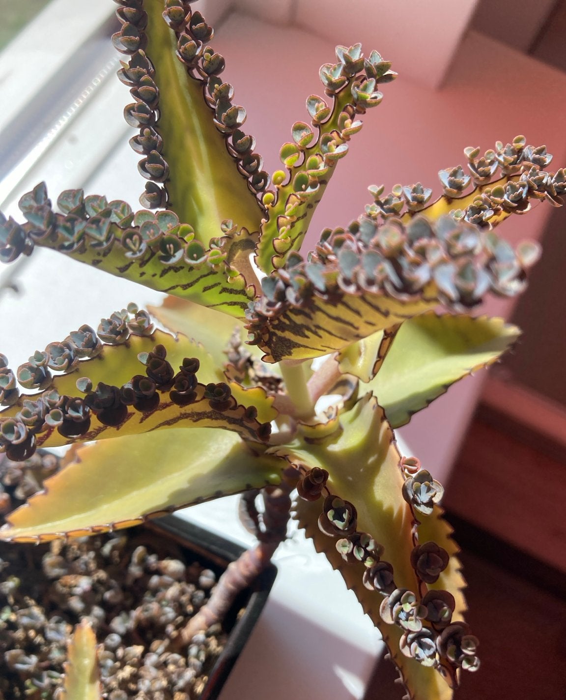 Bladstekjes van Kalanchoe daigremontiana (Mother of Thousand, Huis en Inrichting, Kamerplanten, Ophalen, Halfschaduw, Minder dan 100 cm