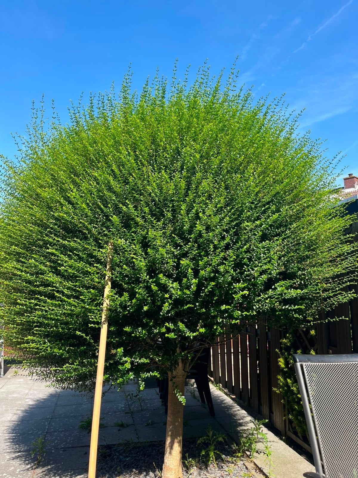 Gratis Boom, Tuin en Terras, Planten | Bomen, Ophalen, Volle zon, Overige soorten, 100 tot 250 cm