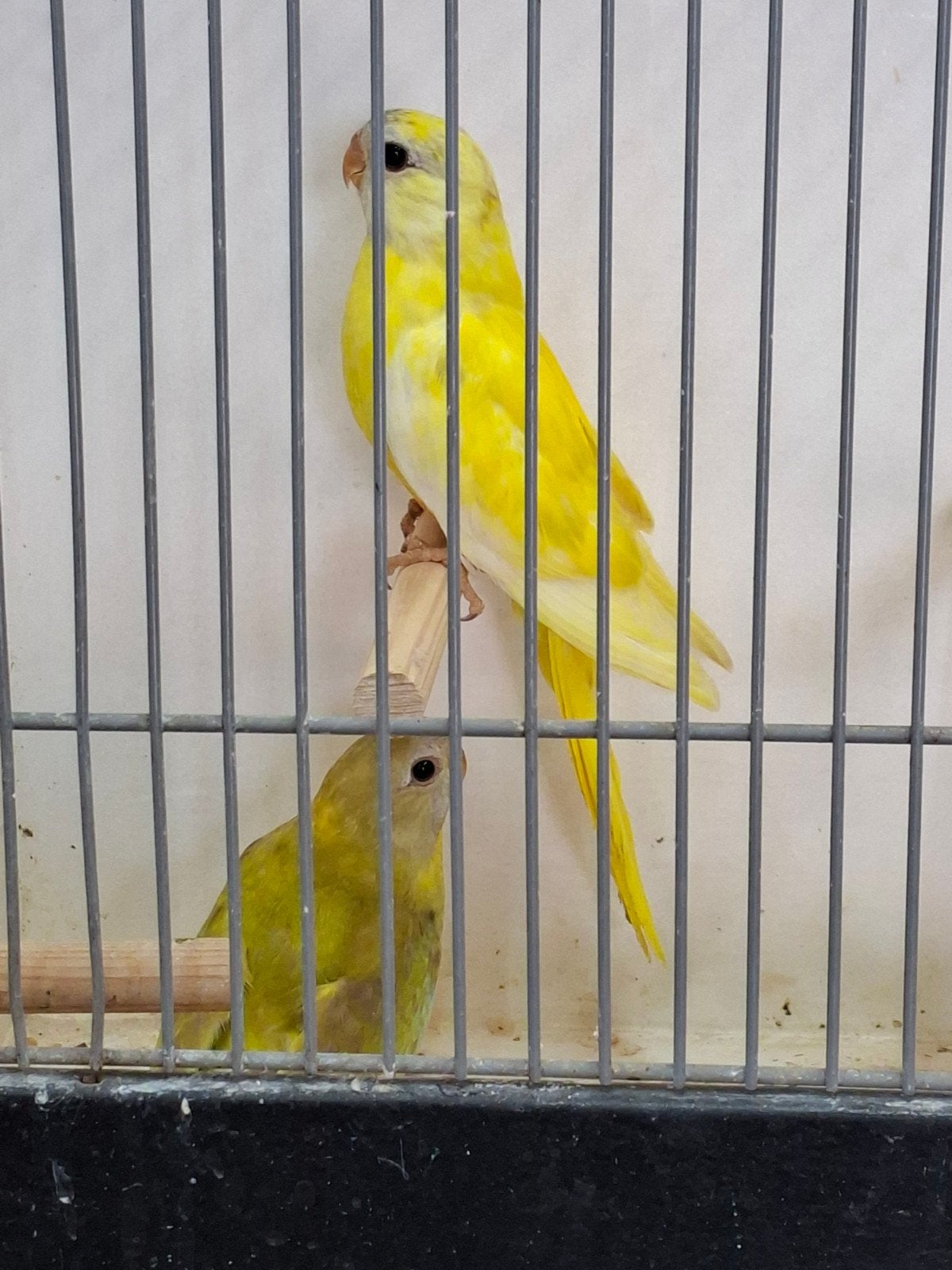 laatste koppel splendids, Meerdere dieren, Kleurkanarie