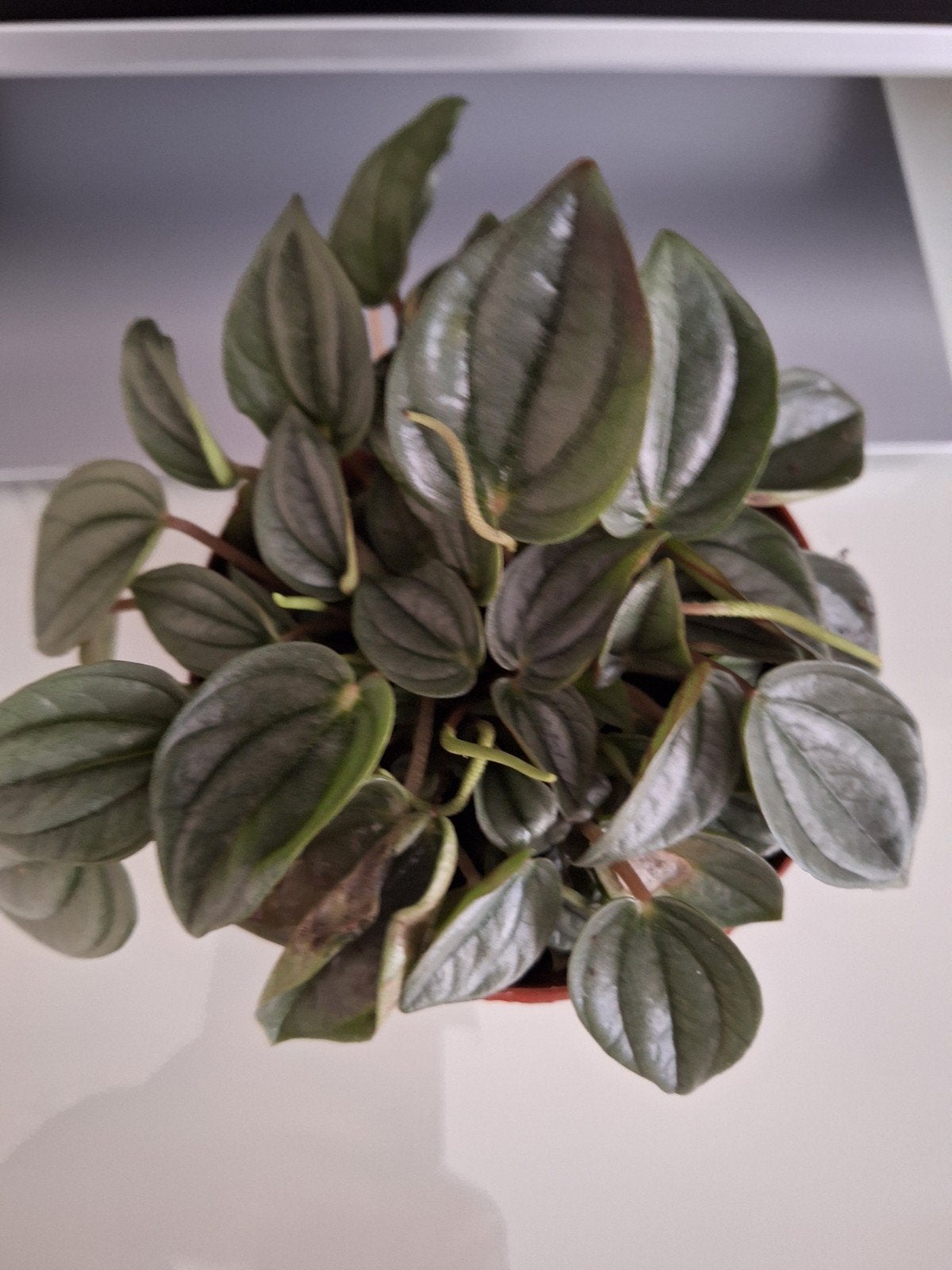 Peperomia Rosso - Compacte en decoratieve kamerplant, Huis en Inrichting, Kamerplanten, Ophalen, Overige soorten, Halfschaduw