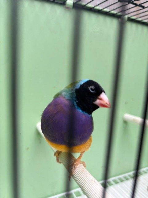 gouldamadines, Dieren en Toebehoren, Meerdere dieren, Tropenvogel, Geringd