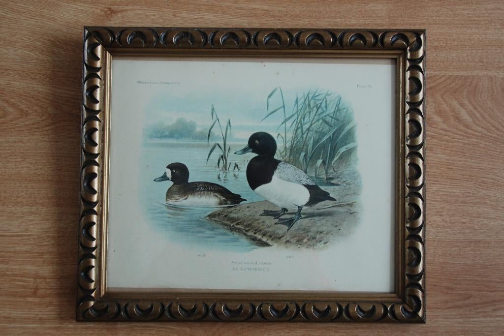 Schoolplaat Topper Eend Ornithologia Neerlandica Koekkoek, Antiek en Kunst, Verzenden, Natuur en Biologie