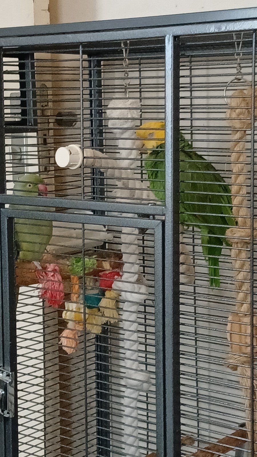 Dubbele Geelkopamazone (Amazona oratrix) – Man – Met papiere, Mannelijk, Papegaai, Pratend