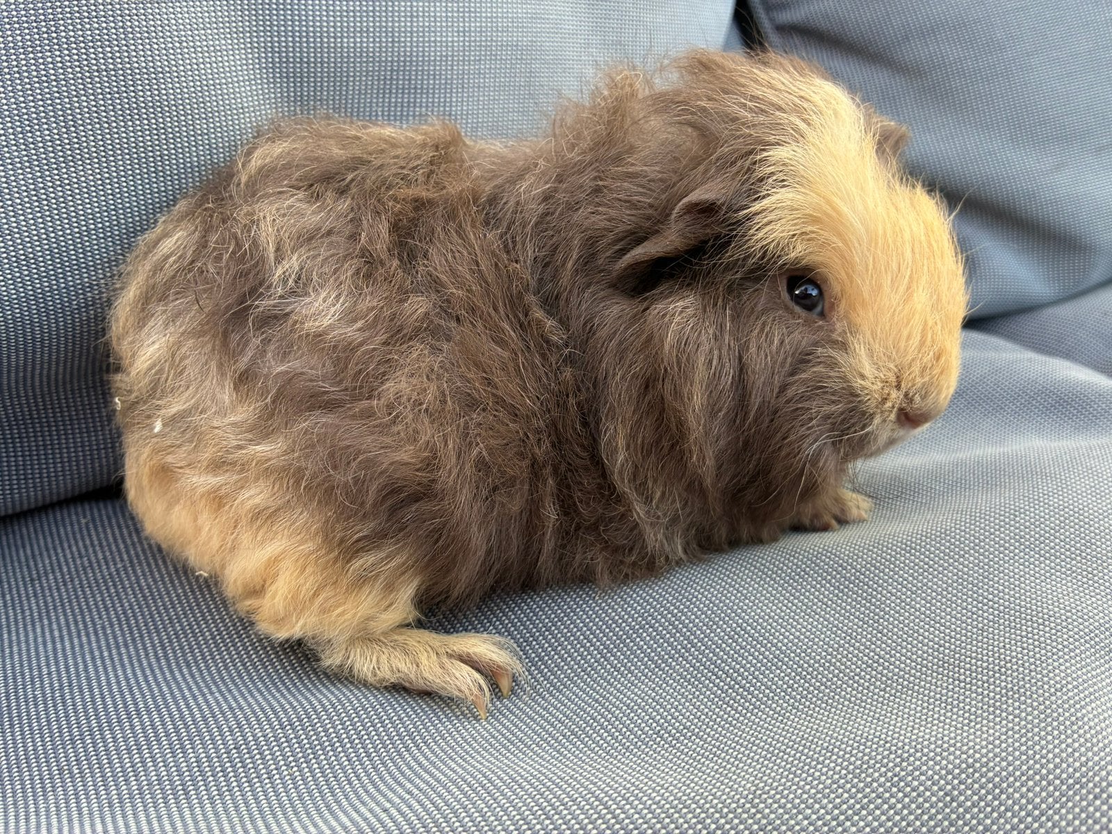CH teddy cavia beertje, Dieren en Toebehoren, Cavia, Juni, Mannelijk, Tam