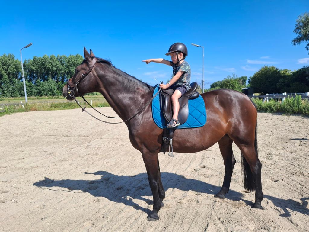 Stalling en weidegang gezocht omgeving Arnhem, Dieren en Toebehoren, Stalling en Weidegang, Weidegang