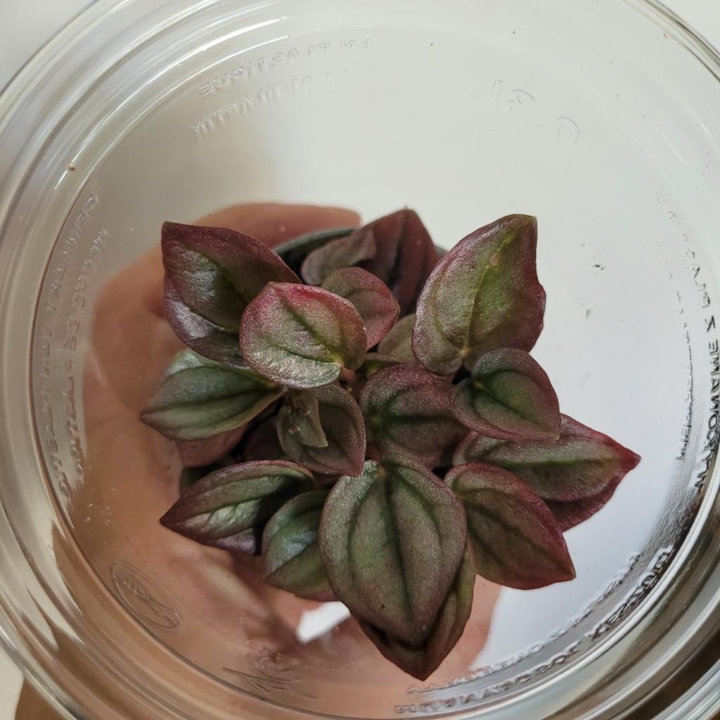 Peperomia cap. Cayenne mini, Huis en Inrichting, Kamerplanten, Ophalen of Verzenden, Halfschaduw, Minder dan 100 cm