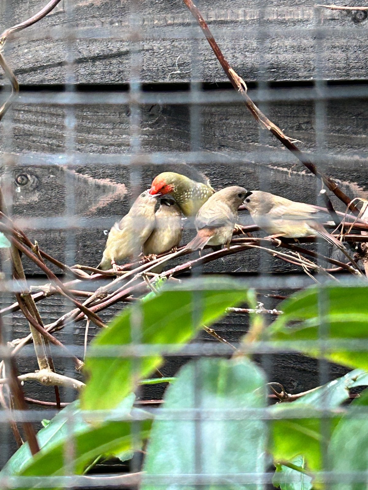 Koppel Binsenastrilde, Meerdere dieren