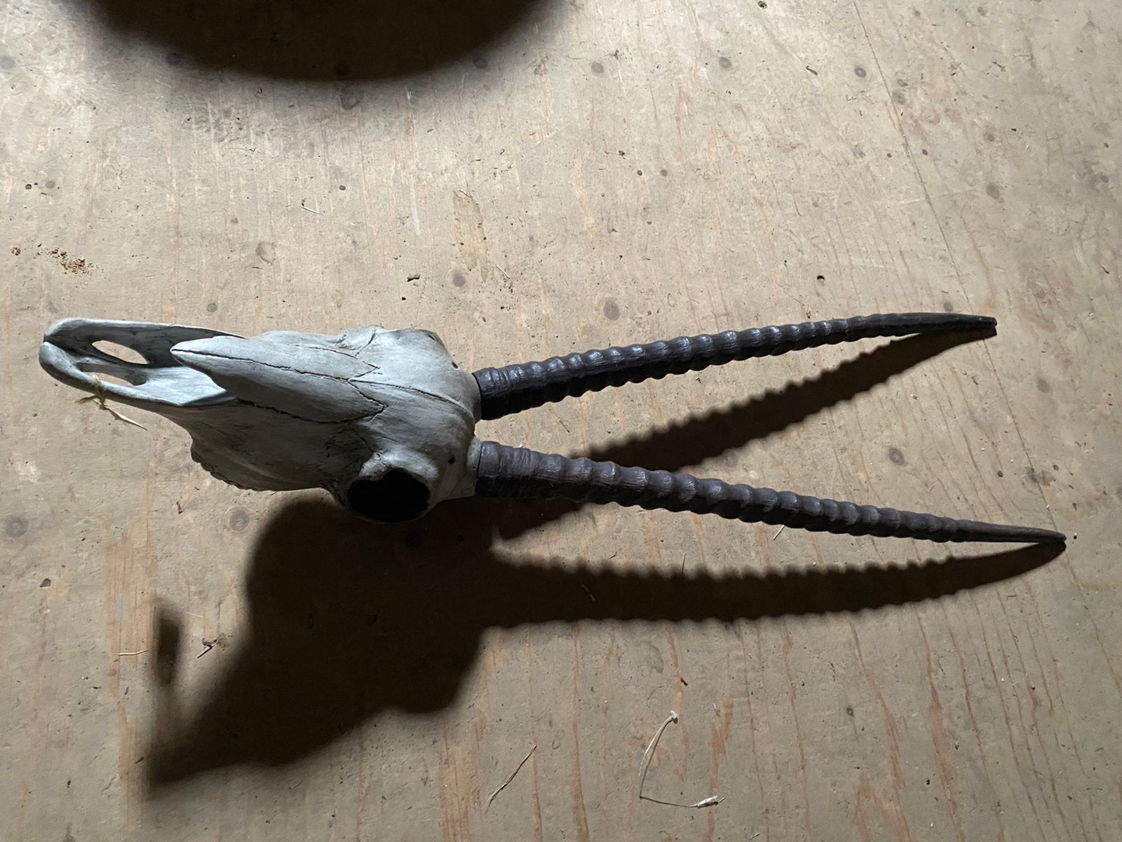 Skelet van gazelle ( ptmd), Ophalen, Nieuw