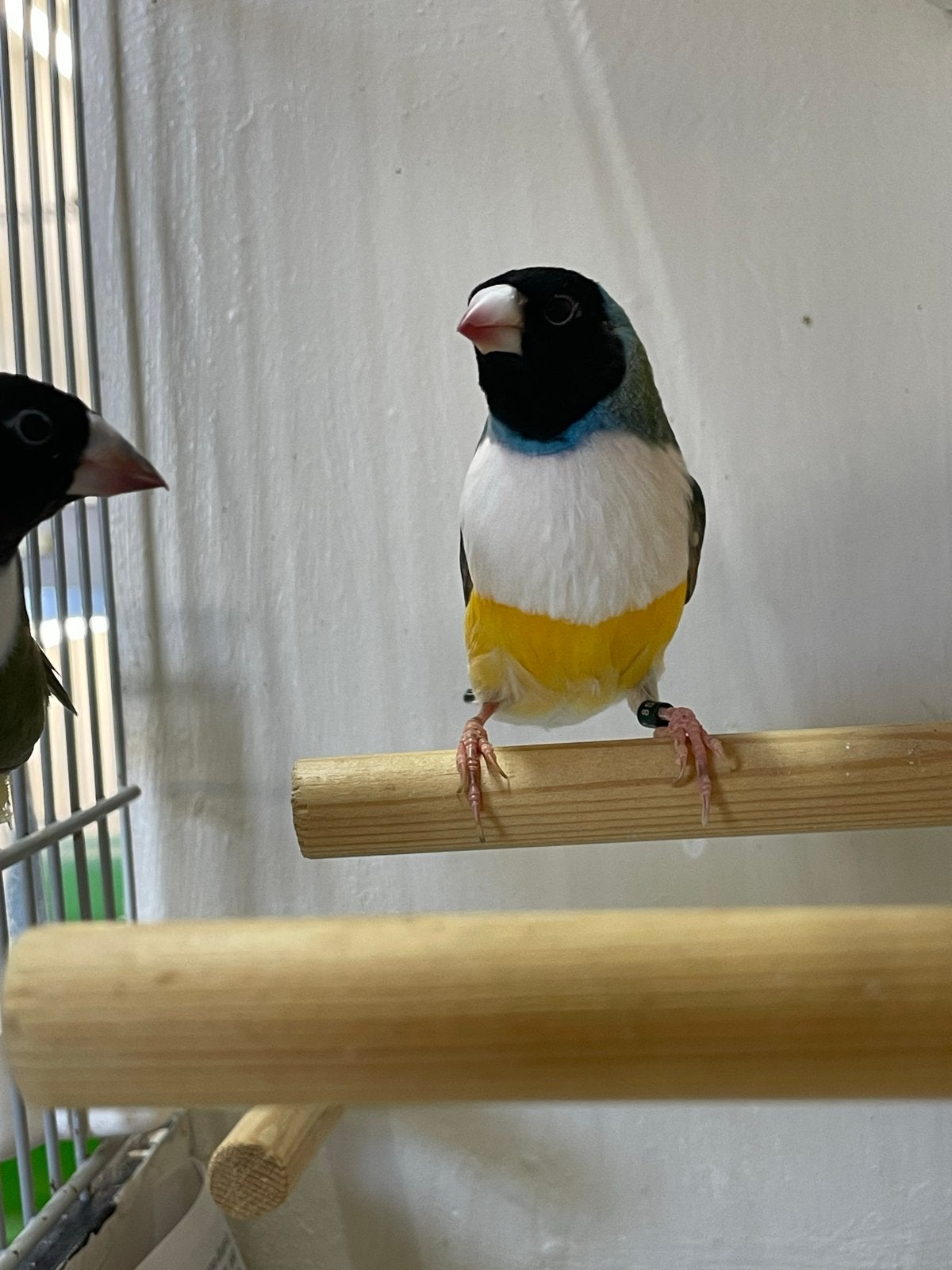 Gouldamadines, Dieren en Toebehoren, Meerdere dieren, Tropenvogel, Geringd