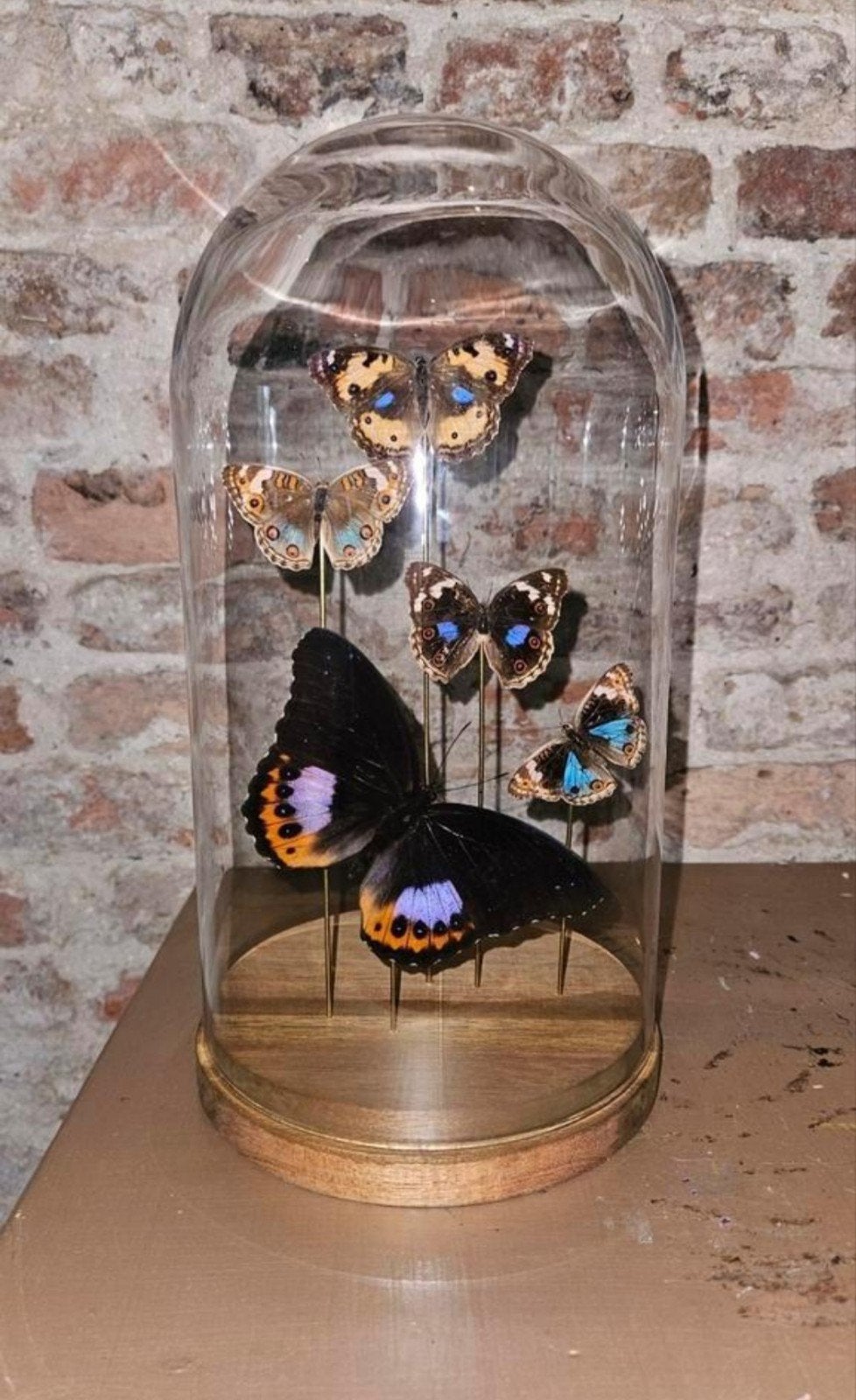 Vlinders in stolp - Decoratieve insecten display, Verzamelen, Ophalen, Nieuw, Insect, Opgezet dier