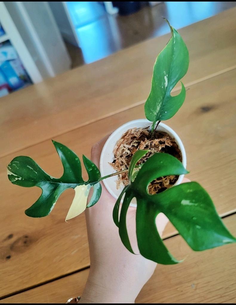 Rhaphidophora Tetrasperma Variegata mini Monstera, Huis en Inrichting, Kamerplanten, Ophalen, Halfschaduw, Minder dan 100 cm