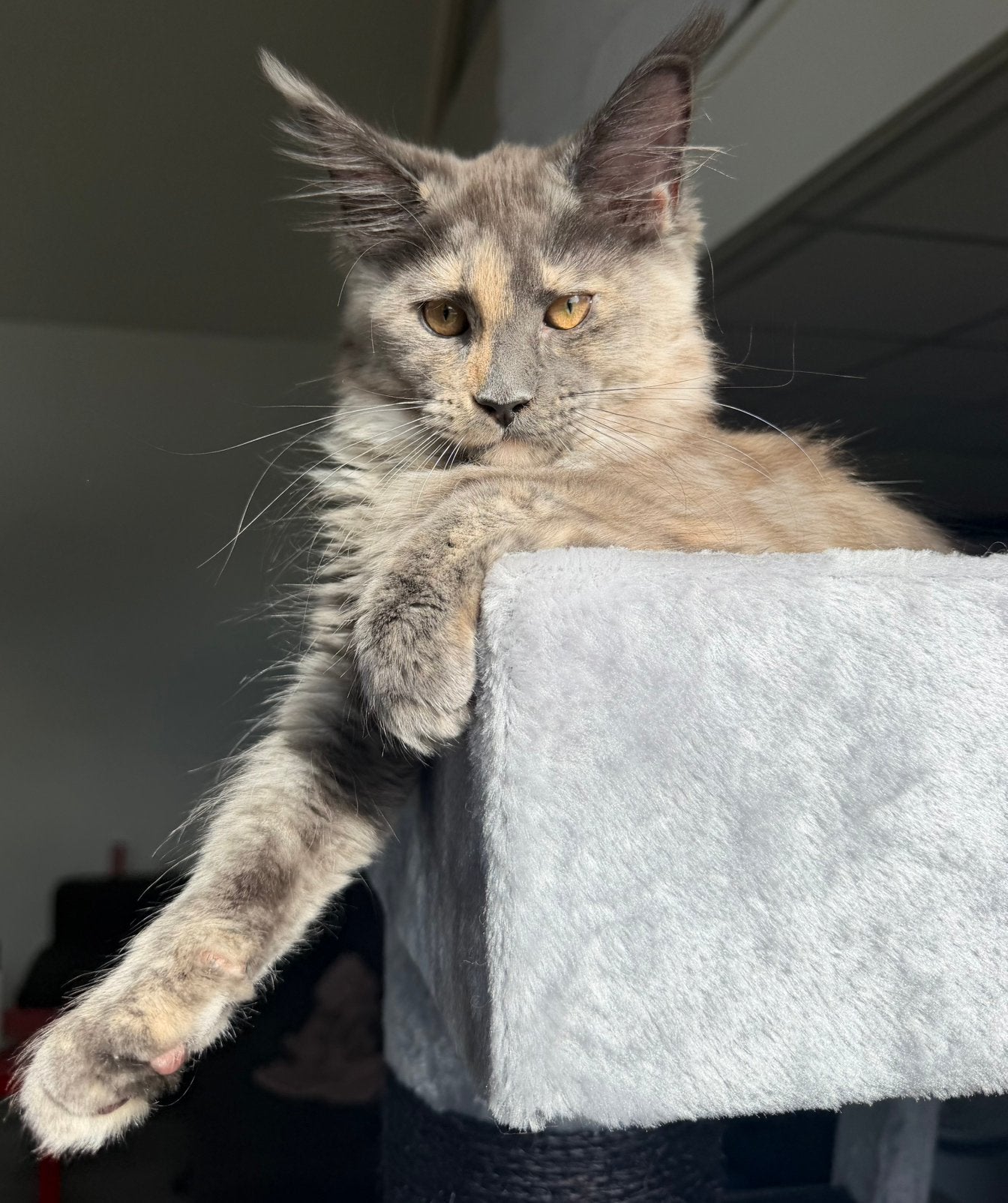 Maine Coon kitten zoekt een liefdevol thuis, Dieren en Toebehoren, Katten en Kittens | Raskatten | Langhaar, Poes, Ontwormd