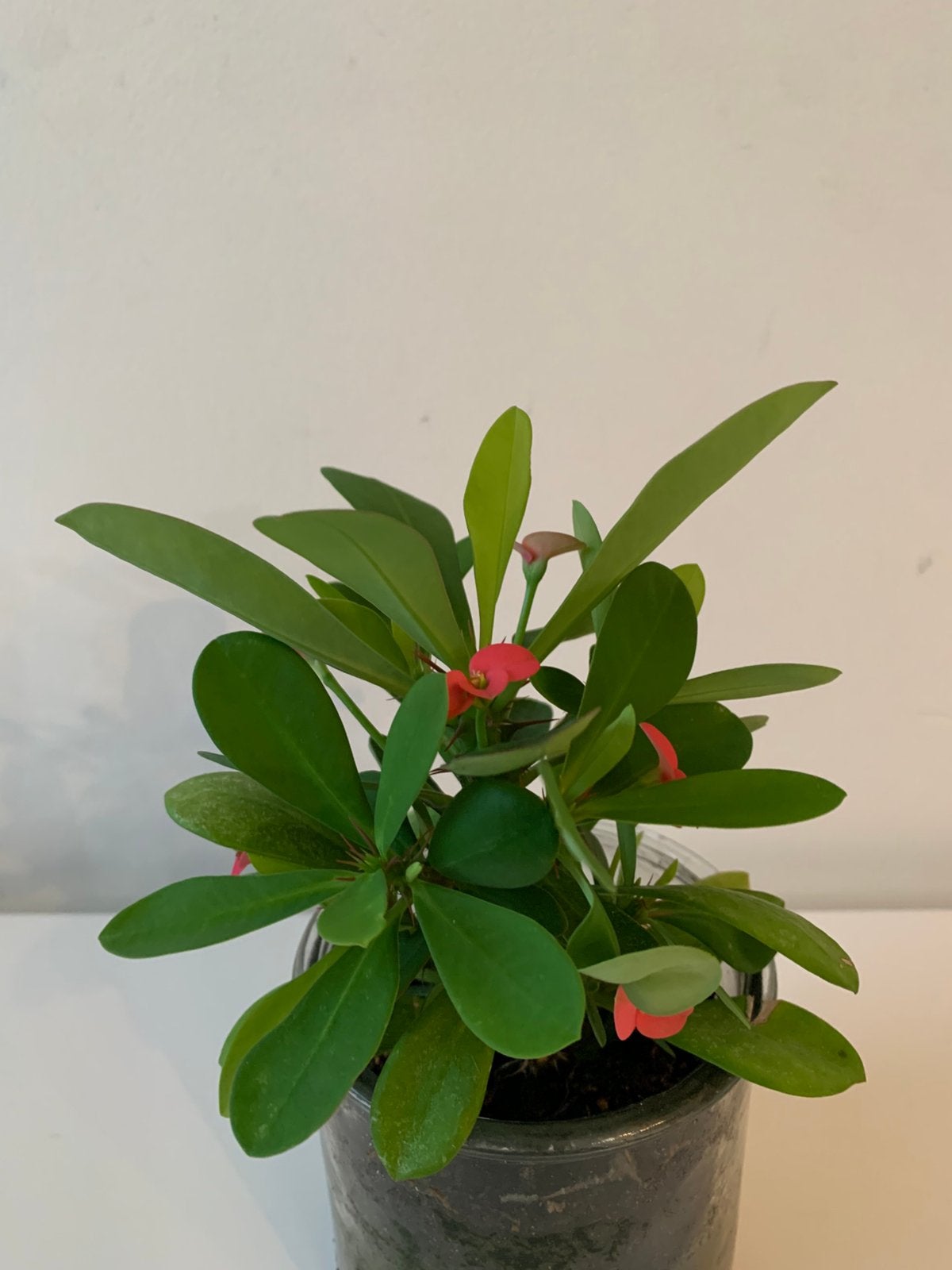 Euphorbia milii, Ophalen of Verzenden
