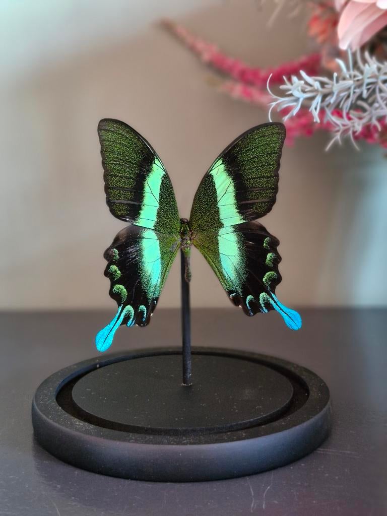 Opgezette vlinder, stolp, taxidermie, Ophalen of Verzenden