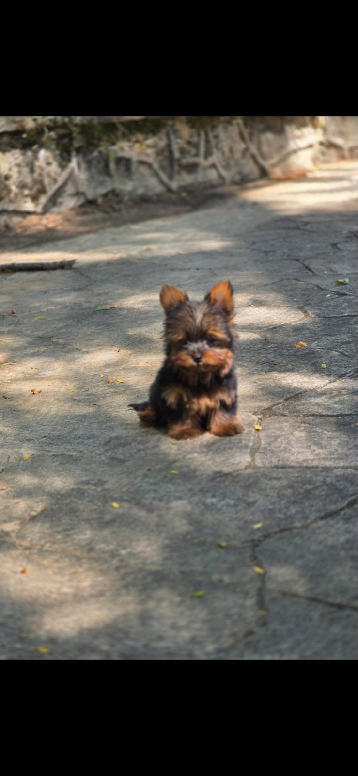 Mini yorkshire terriër pup bruno, 15 weken tot 1 jaar, Parvo, Eén hond, Nederland