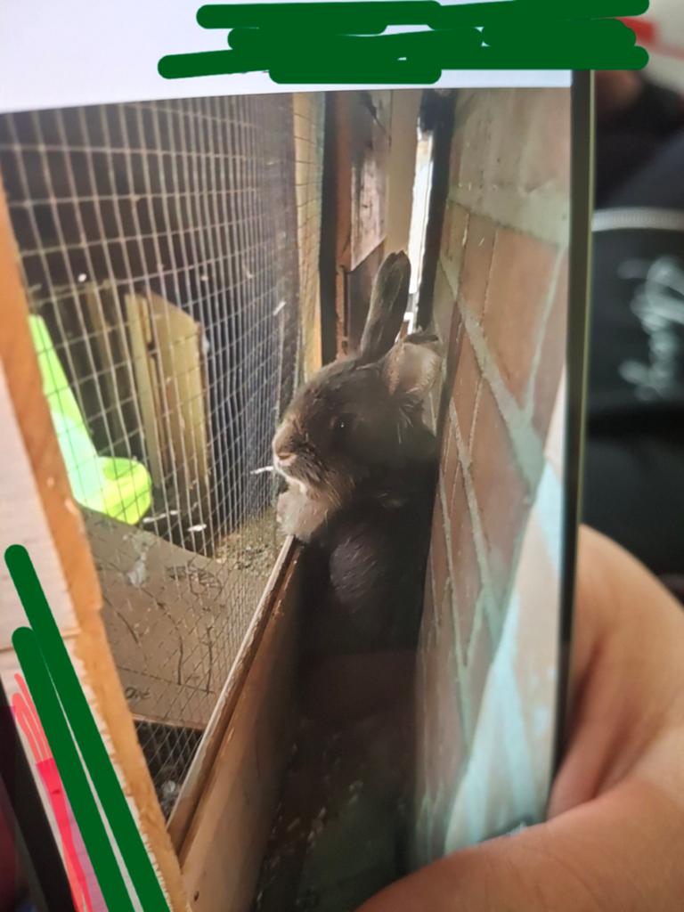 Konijntje, Dieren en Toebehoren, Ophalen