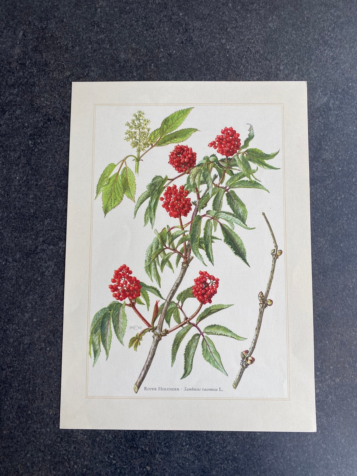 Vele prenten struiken / bomen 19x27 uitzoeken 1,75 euro pst, Antiek en Kunst, Ophalen of Verzenden, Natuur en Biologie