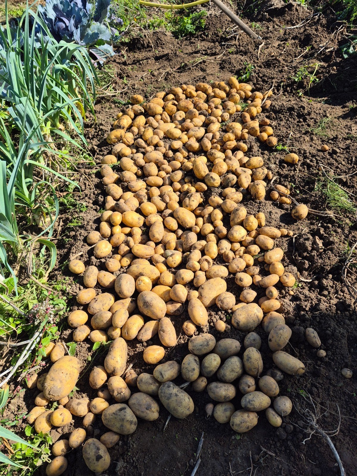 Verse aardappelen vanuit mijn moestuin, Ophalen