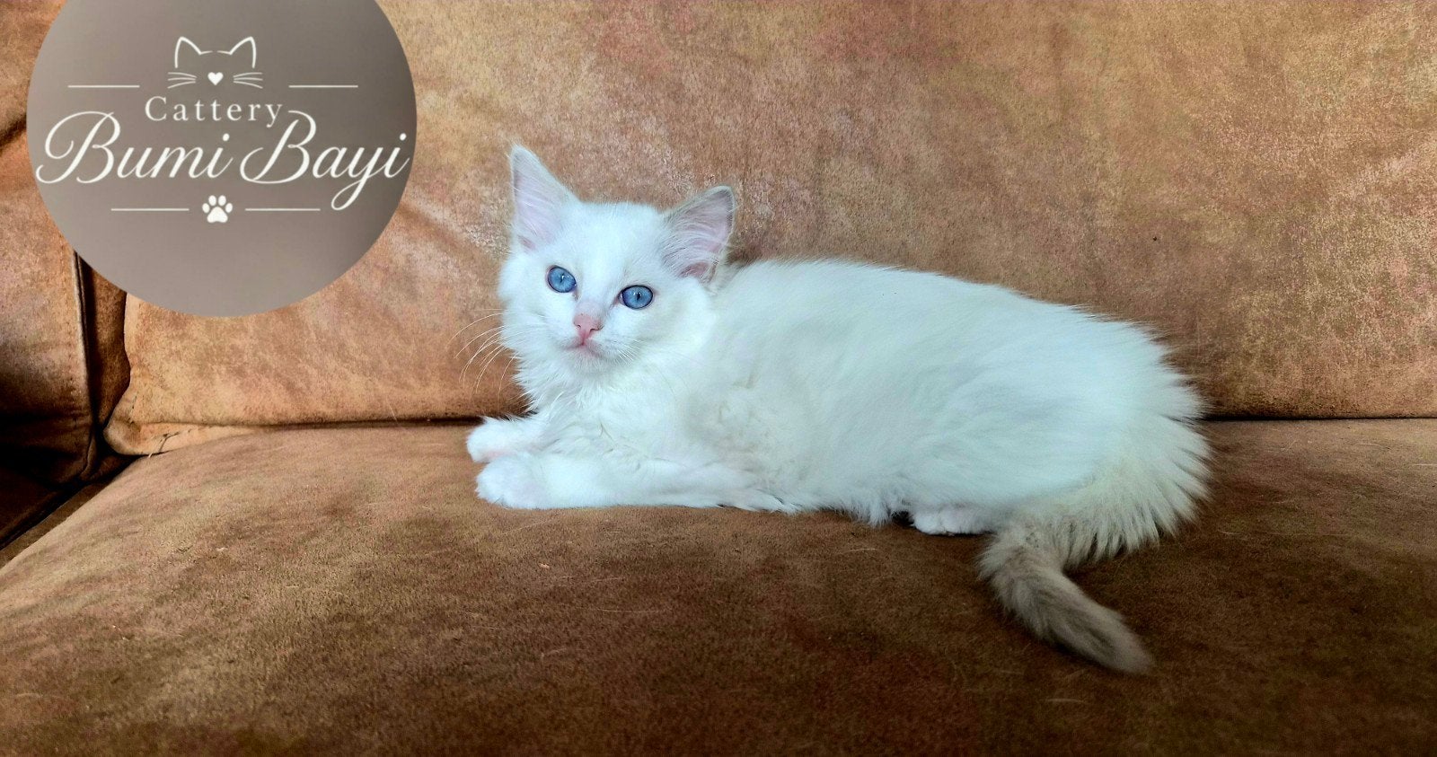 Lieve Ragdoll kittens met stamboom, Kater, Met stamboom, 0 tot 2 jaar