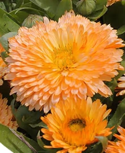 Goudsbloem Apricot Beauty, Ophalen of Verzenden, Voorjaar, Volle zon, Zaad