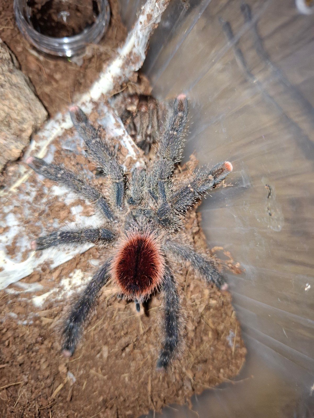 Avicularia juruensis M2, Dieren en Toebehoren, Bijen