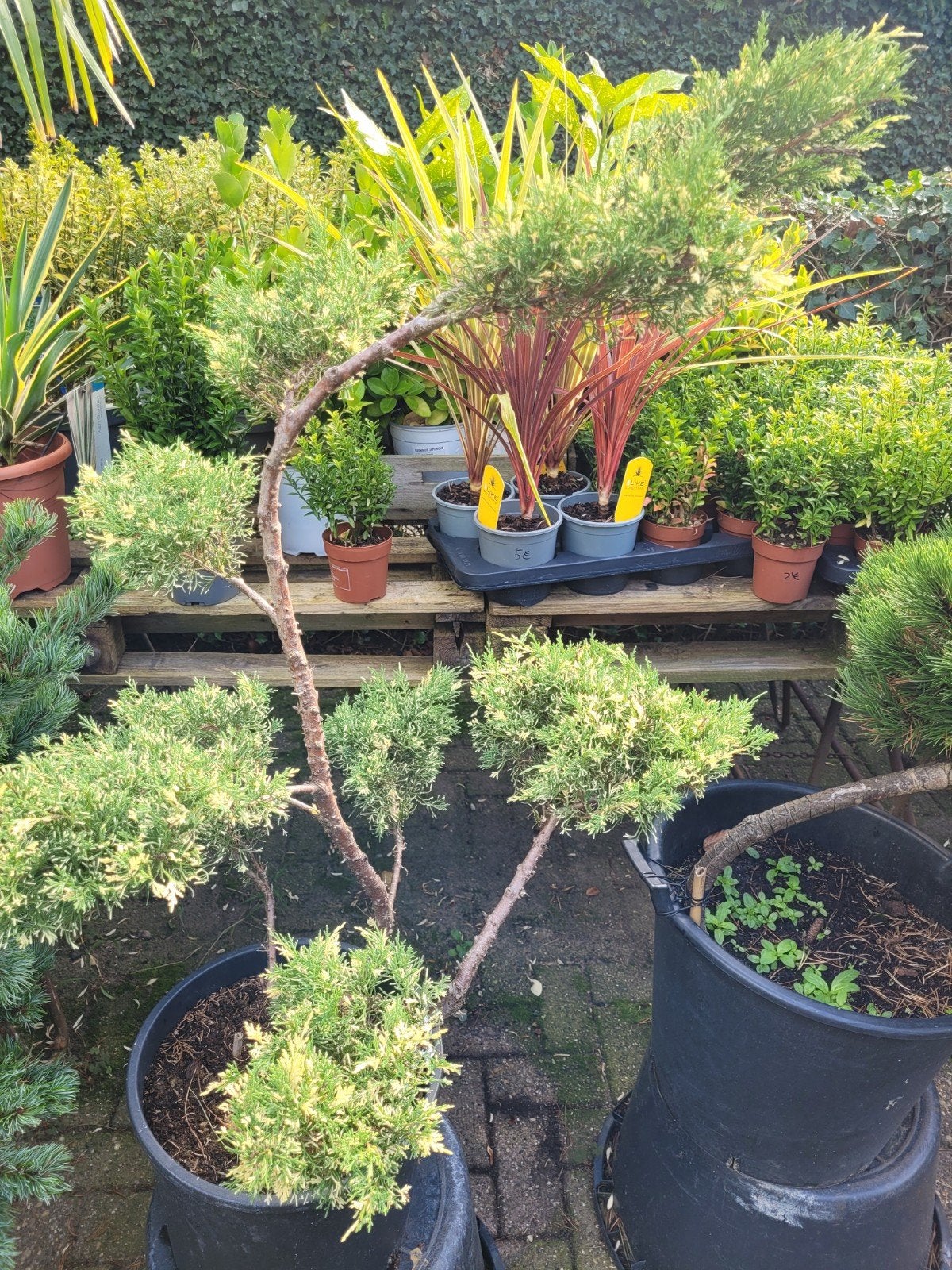 Juniperus Conifeer - Unieke Vorm, Tuin en Terras, Ophalen, Conifeer, Struik, 100 tot 250 cm