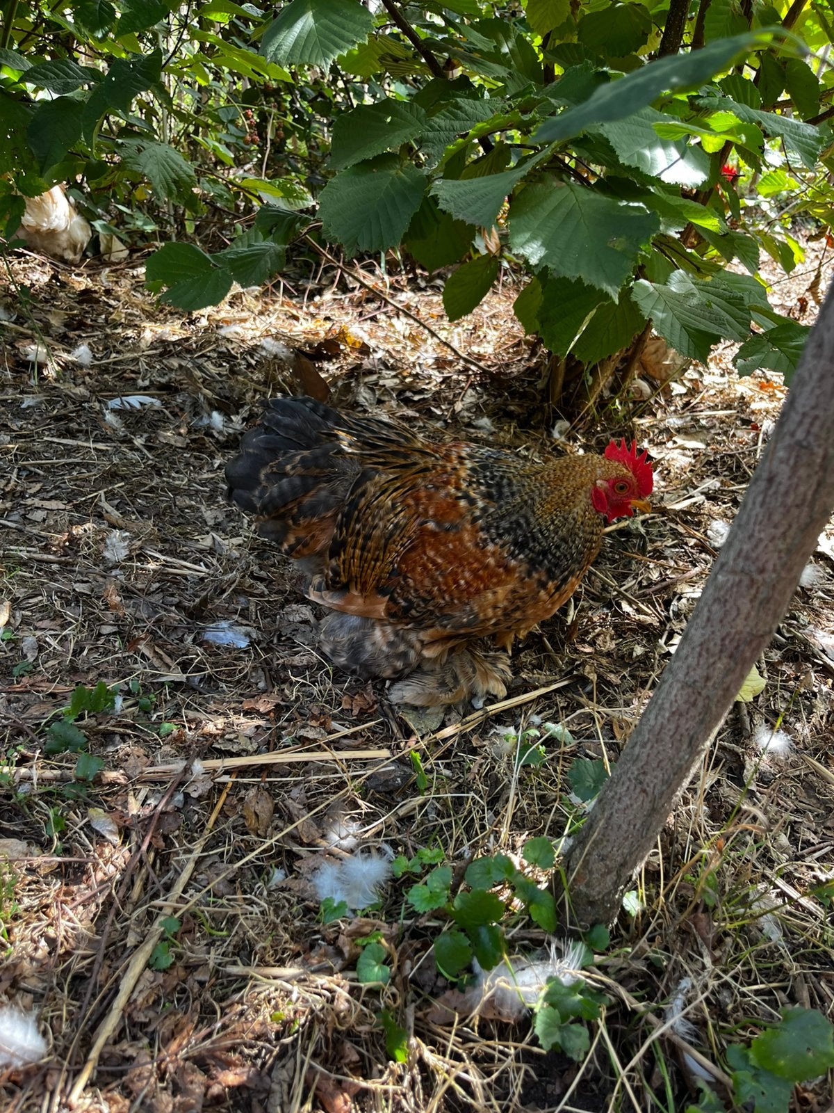 Gratis cochin haantjes, Dieren en Toebehoren, Pluimvee, Mannelijk, Kip