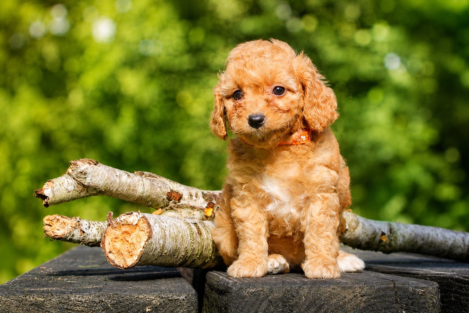 Maltipoo puppys🤍, Poedel, Parvo, 8 tot 15 weken, Meerdere