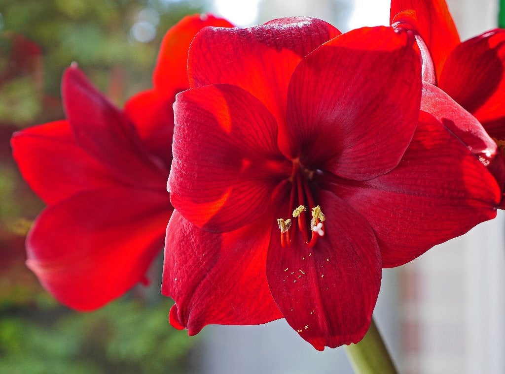Amaryllis bollen - Prachtige rode bloemen, Ophalen of Verzenden, Najaar, Volle zon, Bloembol