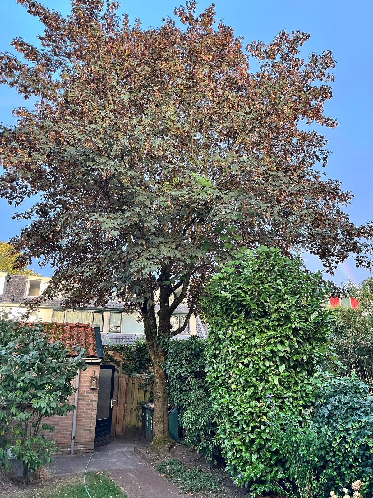 Haardhout in blokken (esdoorn), Tuin en Terras, Haardhout, 3 tot 6 m³, Ophalen, Blokken
