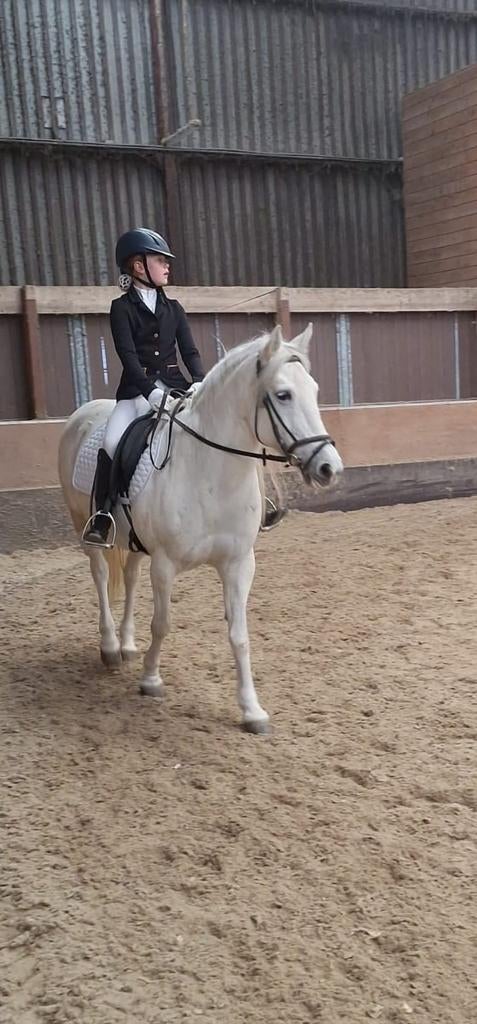 Verzorgpony gezocht, Ophalen of Verzenden, Dressuur