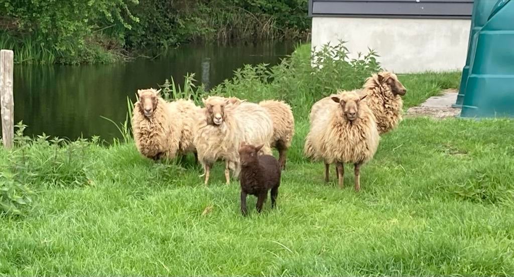 Ouessant schapen, Vrouwelijk, Schaap, 3 tot 5 jaar