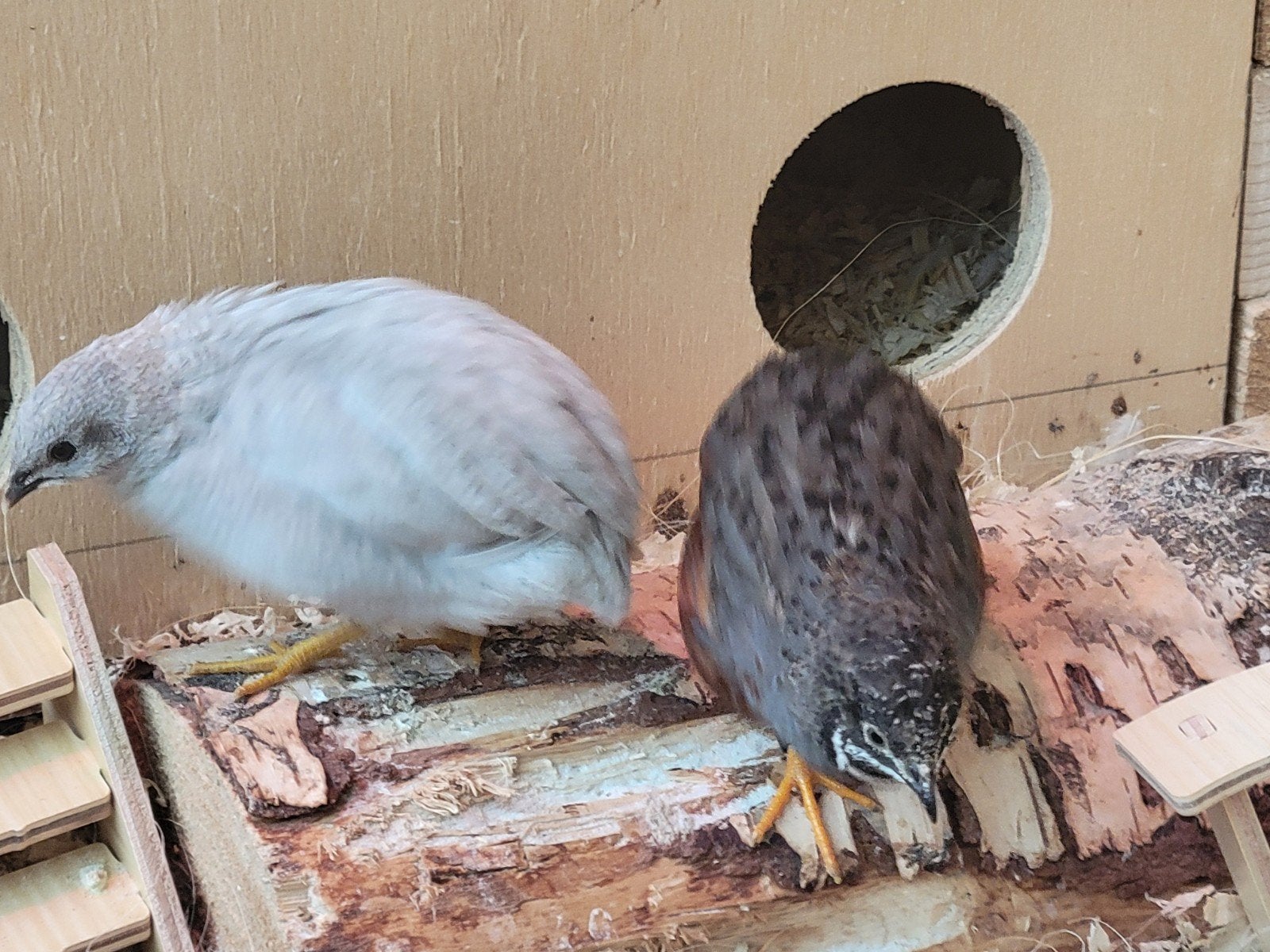 Chinese dwergkwartels 7 hennen 3 haan, Meerdere dieren