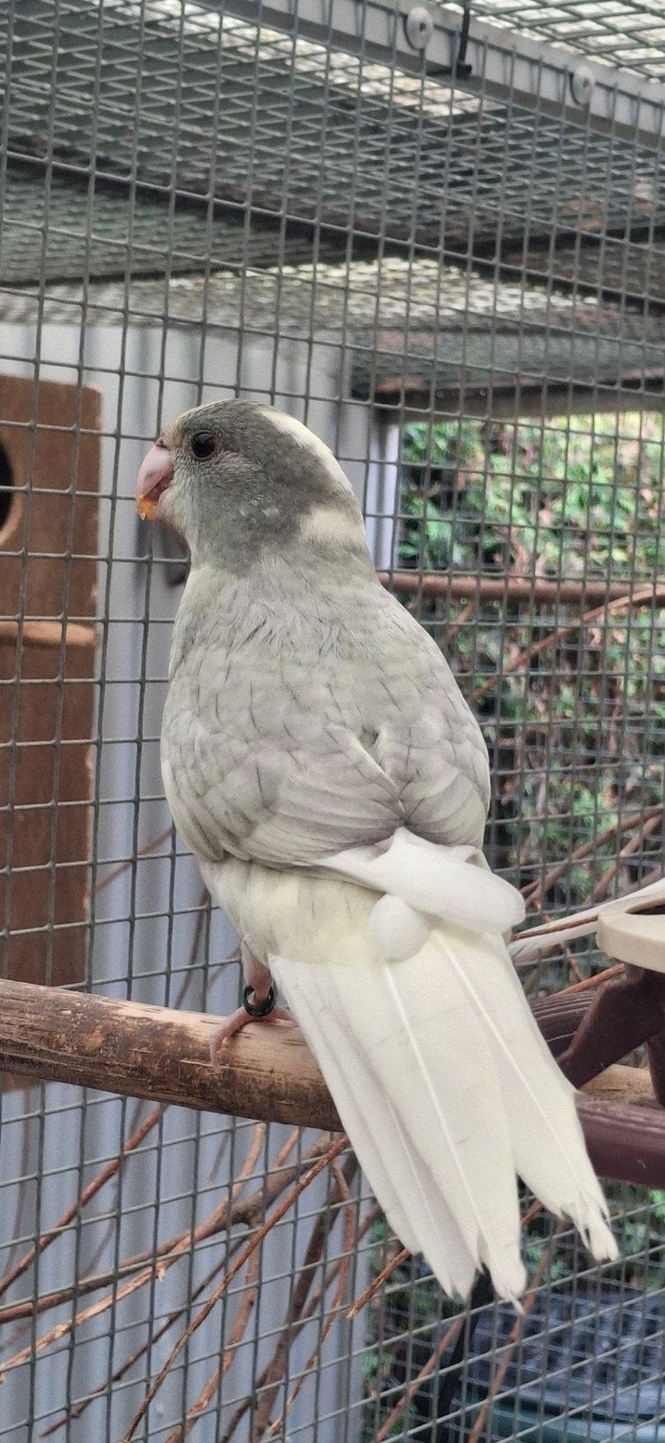 Te koop, Meerdere dieren, Parkiet, Geringd