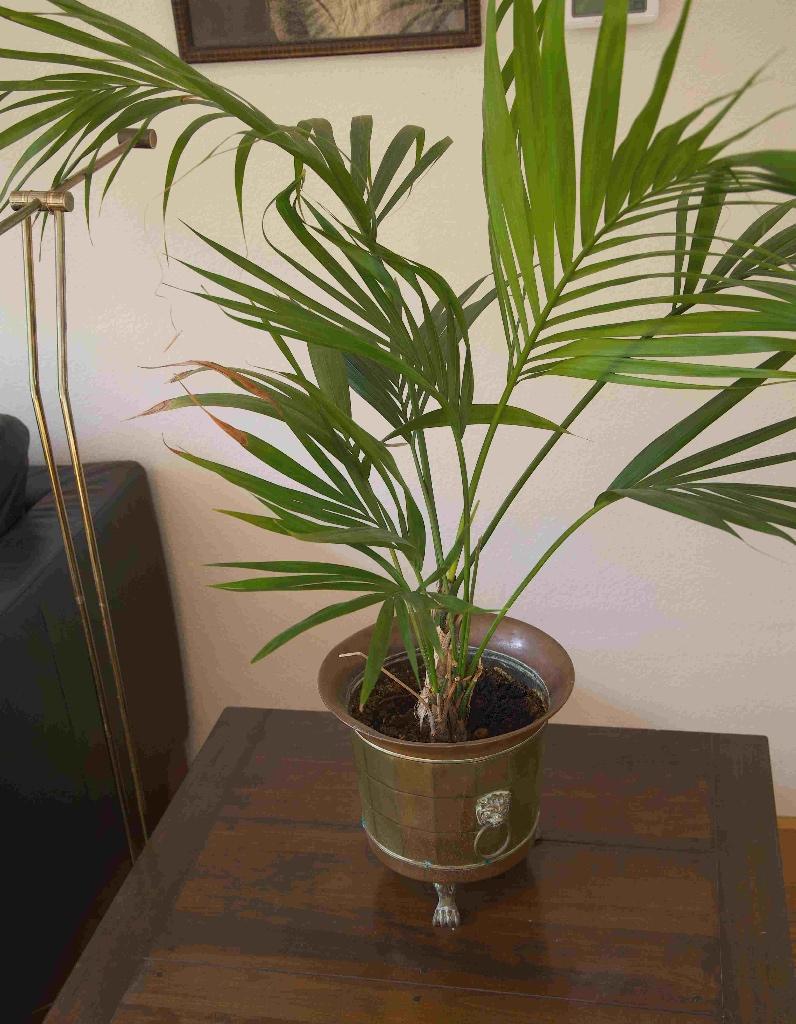 Goudpalm in koperen pot  - Arecapalm, Ophalen, 100 tot 150 cm, Palm, In pot