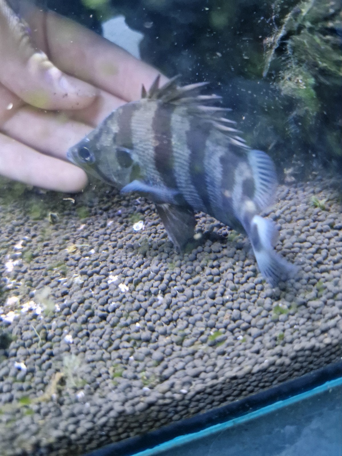 datnioides polota  9-10cm, Dieren en Toebehoren, Vis, Zoetwatervis