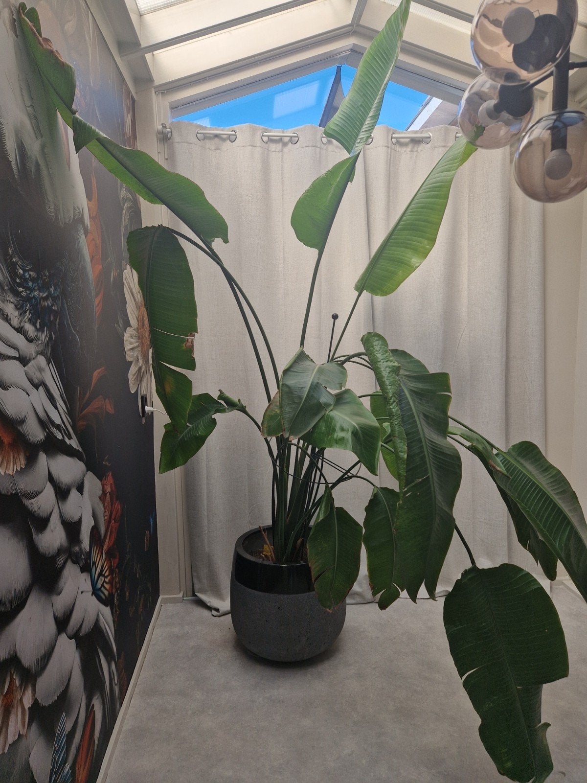 strelitzia nicolai in pot 2m hoog, Huis en Inrichting, Kamerplanten, Ophalen, In pot, Halfschaduw, 200 cm of meer