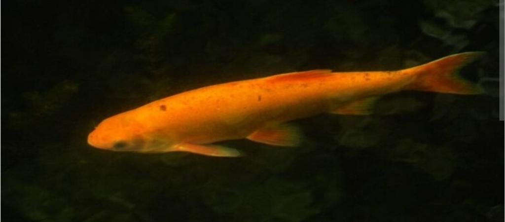 Gevraagd een paar grote Windes, Dieren en Toebehoren, Karper of Koi