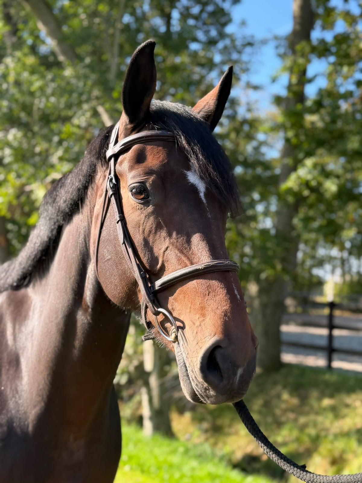 Interessante (fok)merrie (Diamant x Cantos), Merrie, Springpaard, M, 7 tot 10 jaar
