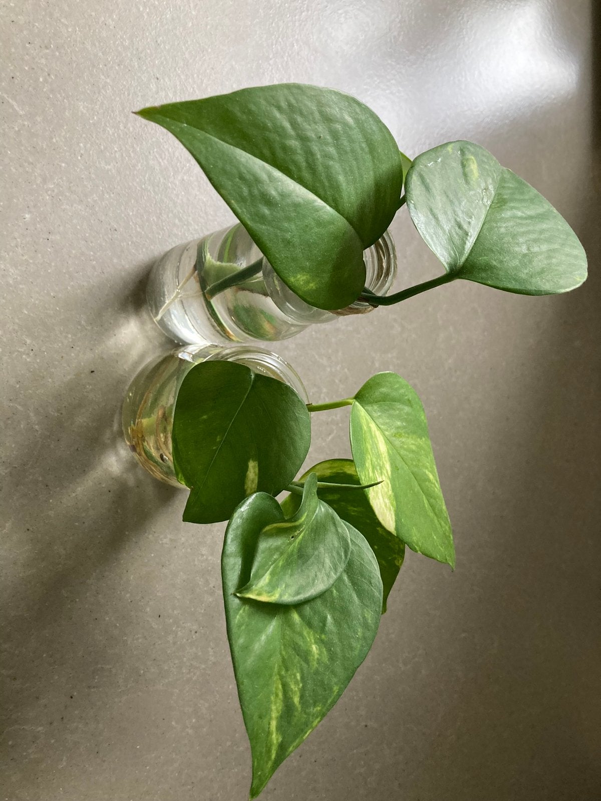 Epipremnum aureum stekjes te koop, Ophalen of Verzenden, Halfschaduw, Minder dan 100 cm