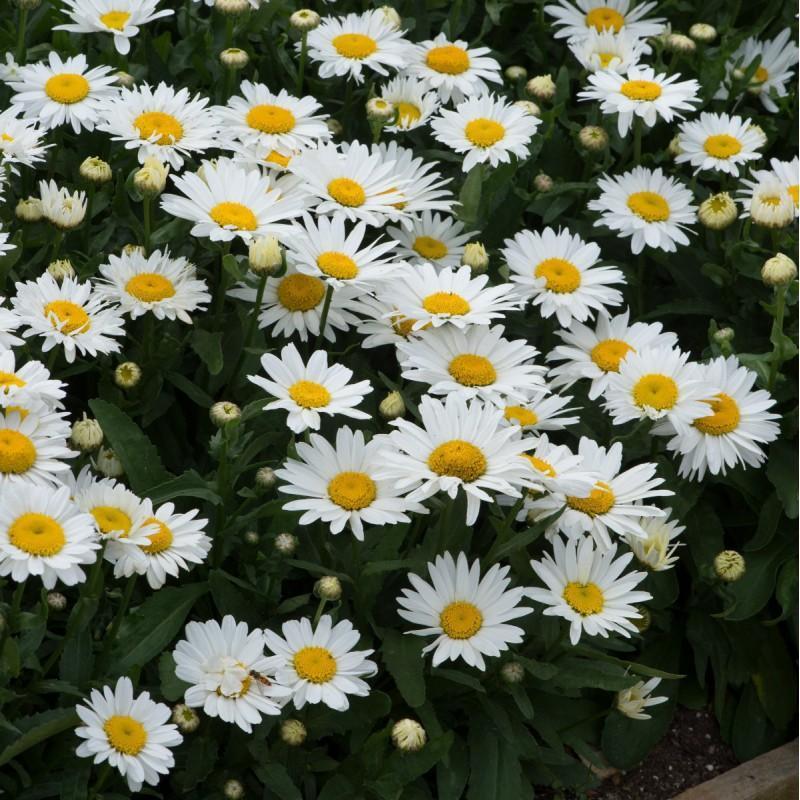 Leucanthemum hoge margriet, vaste plant, bodembedekker, Tuin en Terras, Planten | Tuinplanten, Ophalen, Bodembedekkers, Halfschaduw