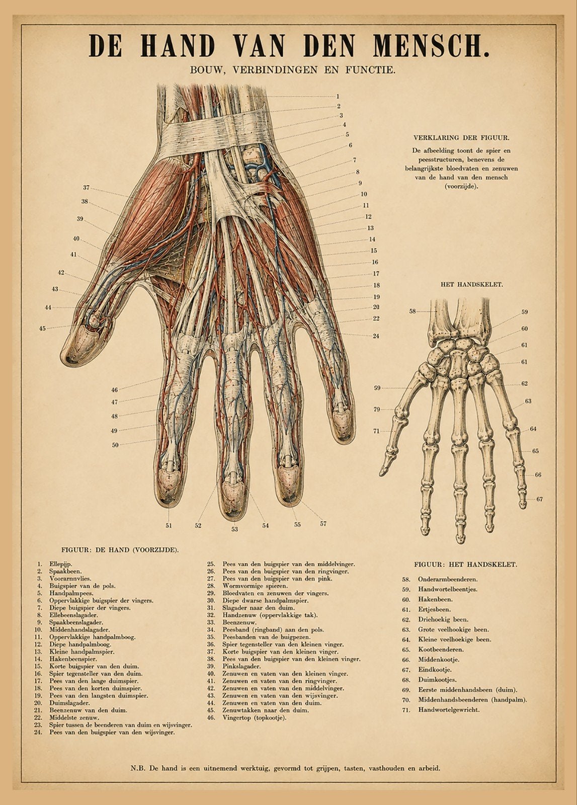 Vintage anatomische poster: De Hand van de Mens, Verzamelen, Posters, Ophalen of Verzenden, Gebruikt, A1 t/m A3