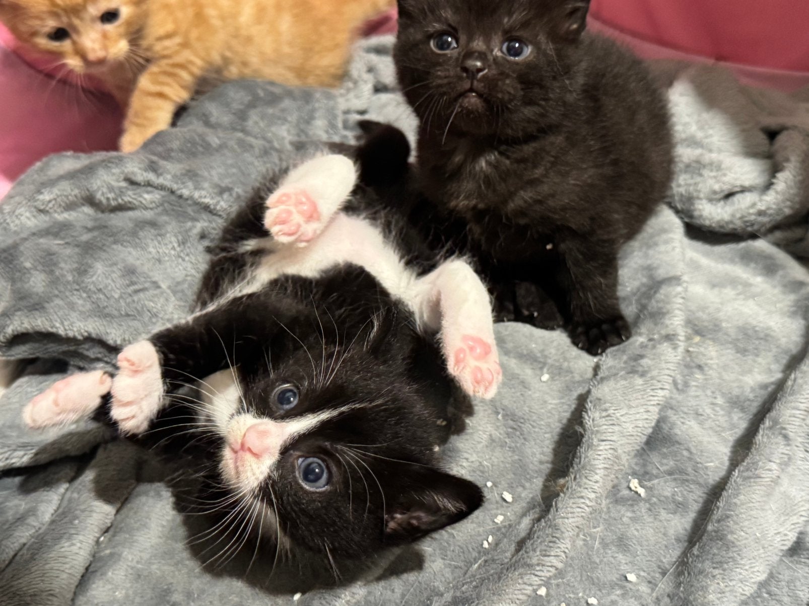 Prachtige kittens zoeken een liefdevol huisje ️, Meerdere dieren