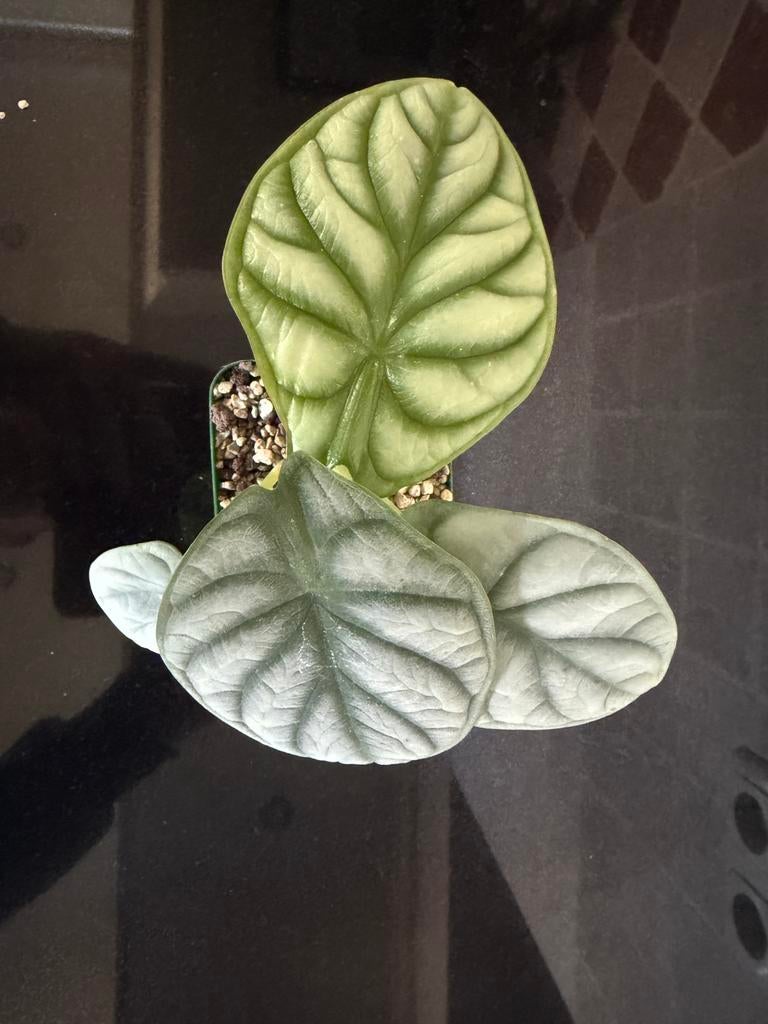 Alocasia silver dragon, Ophalen, Halfschaduw, In pot, Minder dan 100 cm