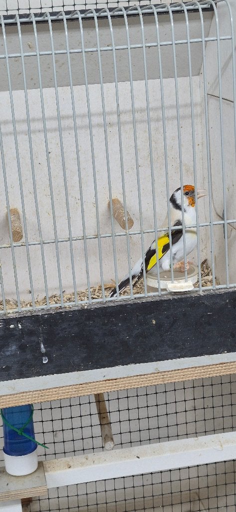 LOSSE MAJOOR PUTTER POP 2026 AMINET/EUMO, Dieren en Toebehoren, Vrouwelijk, Wildzangvogel, Tam