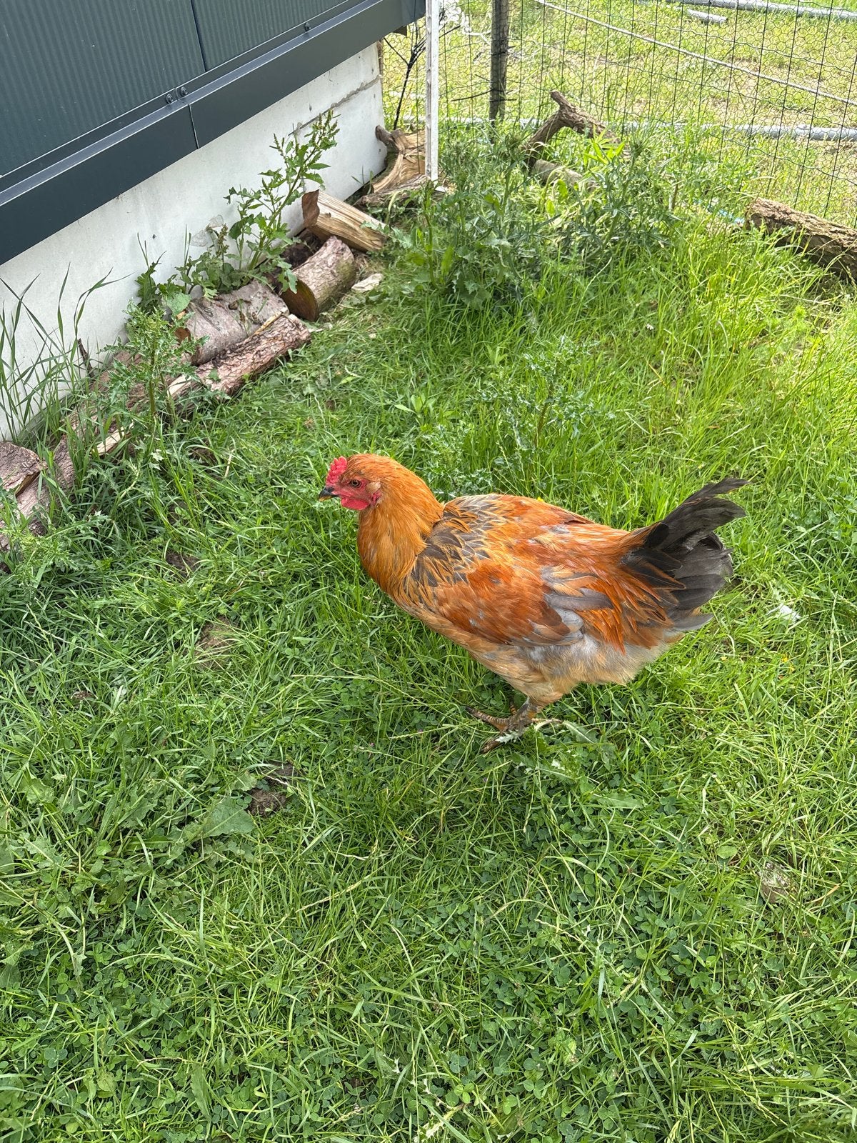 2 Brahma x Wyandotte haantje te koop, Mannelijk, Kip