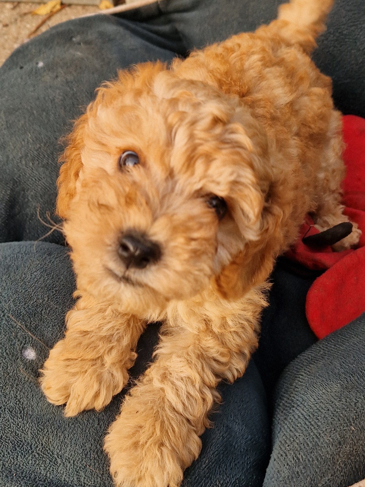 Laatste Toypoedel reutje toy poedel toy poodle, Dieren en Toebehoren, Poedel, Reu, 8 tot 15 weken, Eén hond